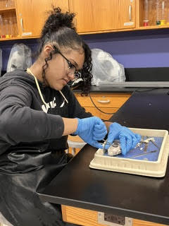 eye dissection2