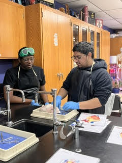 heart dissection5