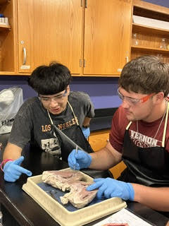 heart dissection4