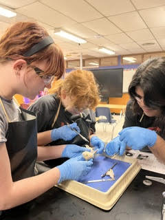 eye dissection3