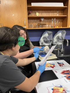 heart dissection1