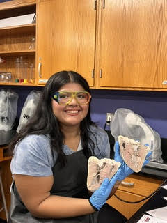 heart dissection2