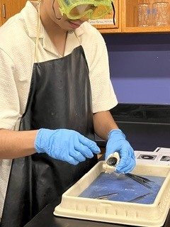 eye dissection4