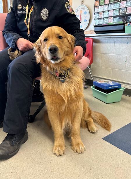Semper the golden retriever police K9