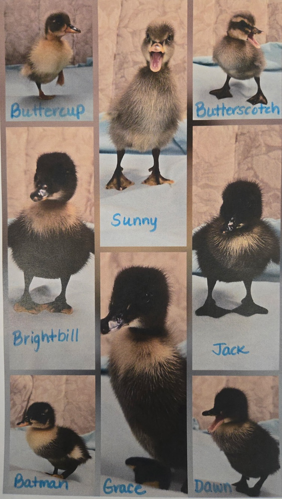 chicks 