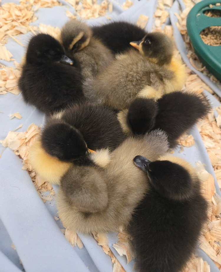 chicks