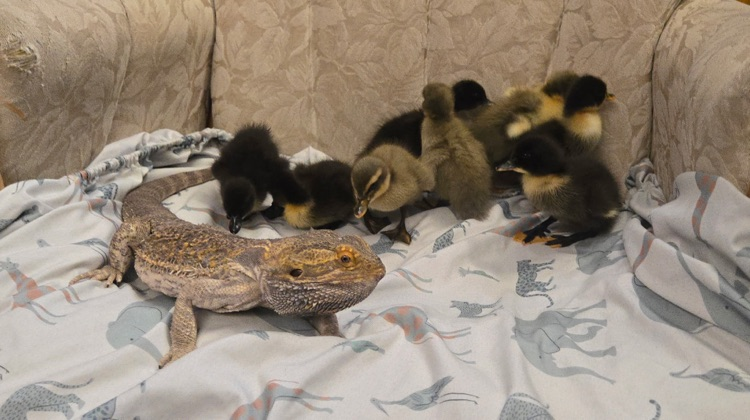 chicks