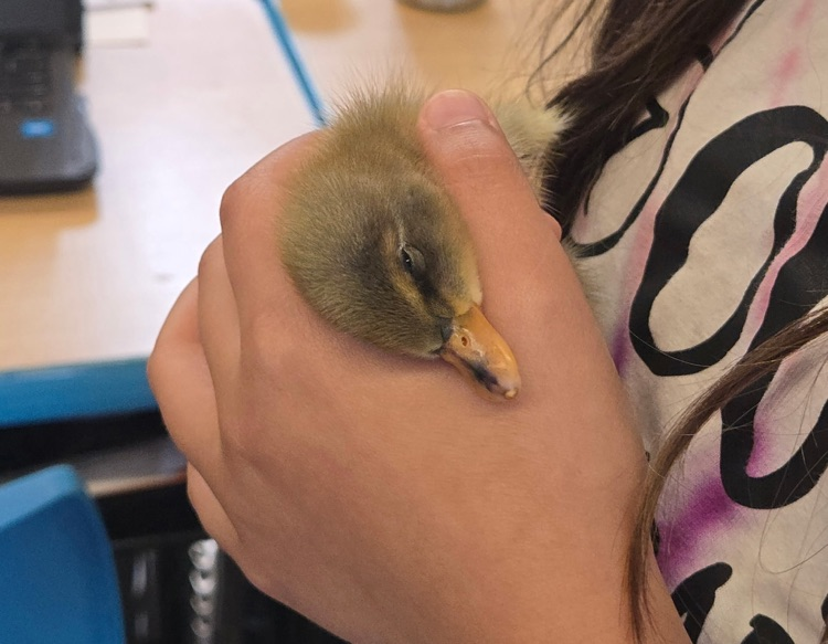 chicks
