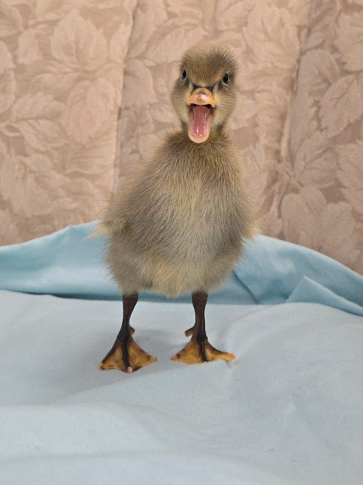 chick 