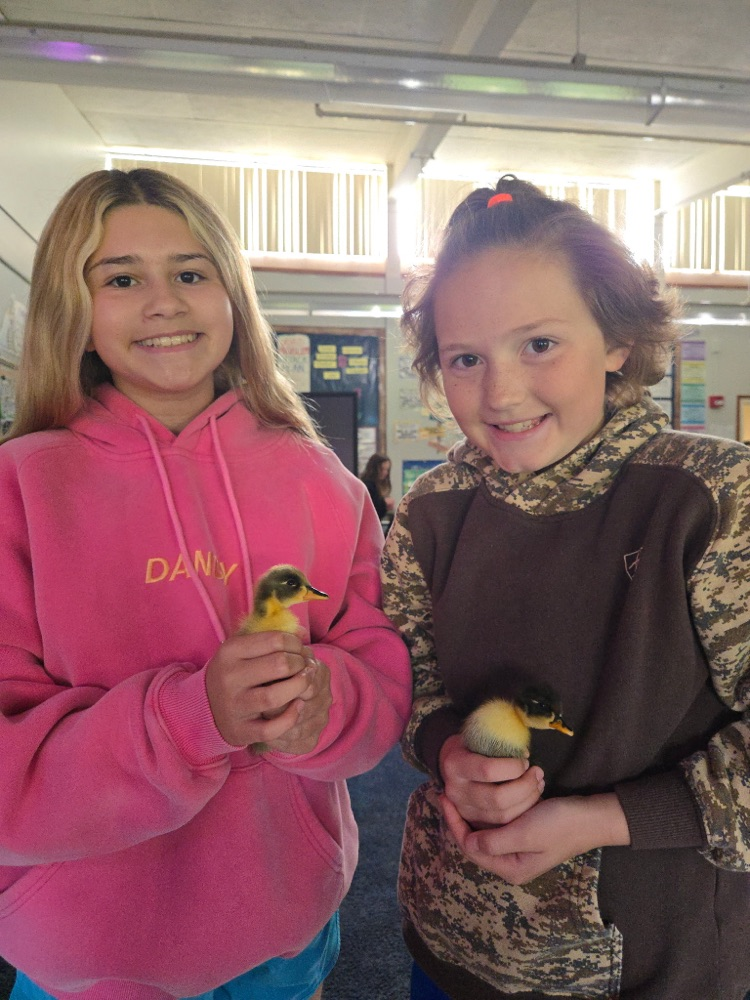 chicks 