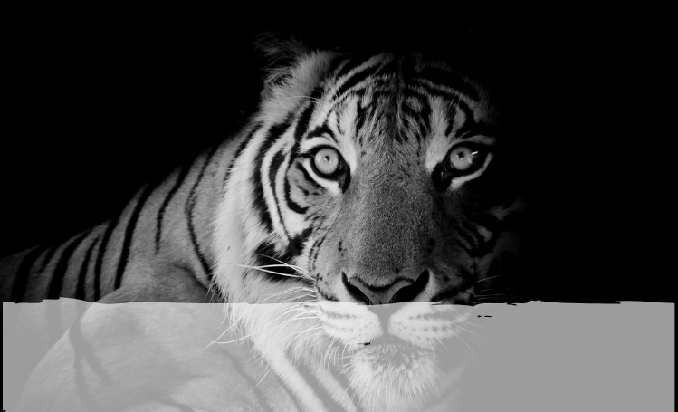Tiger head