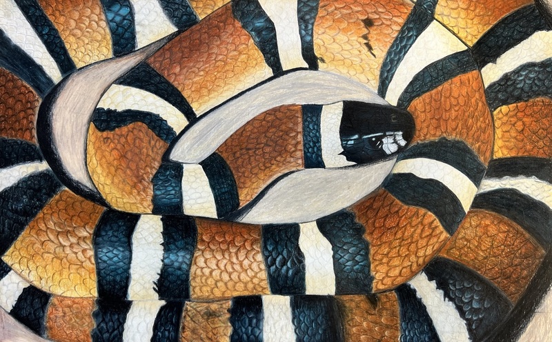 art sketching of snake