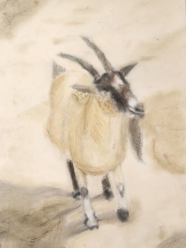 art sketching of goat