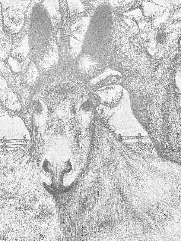 art sketching of donkey