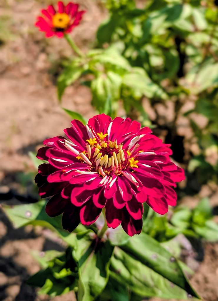 🌺