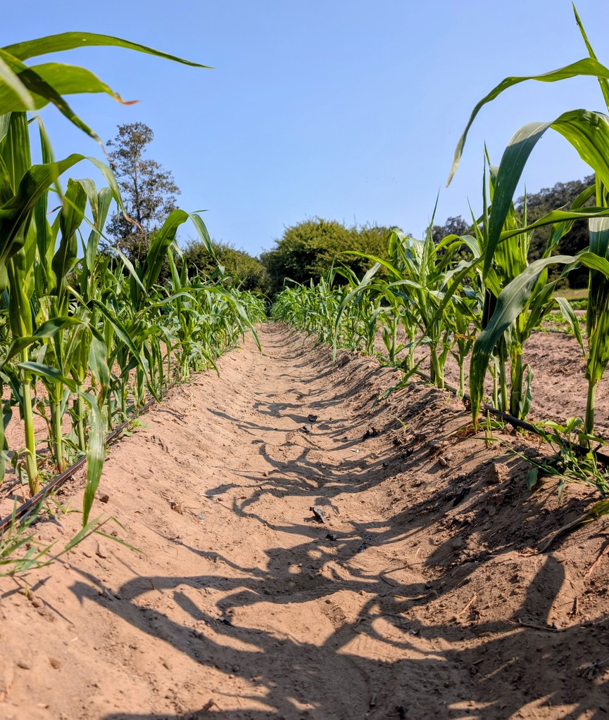 🌽