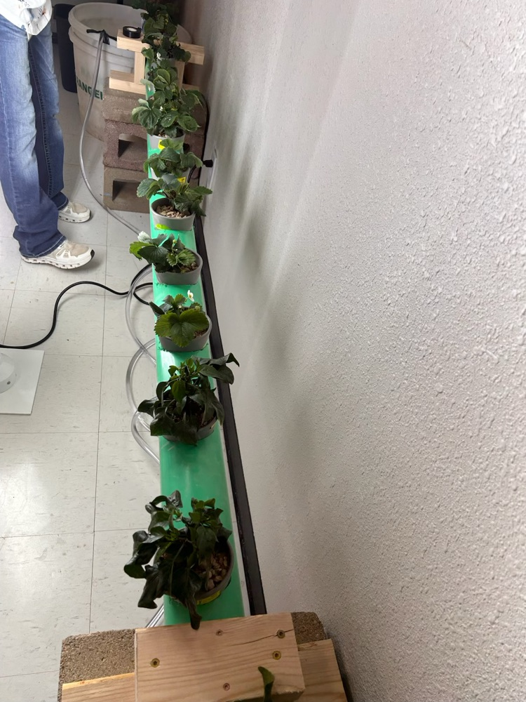 hydroponics 