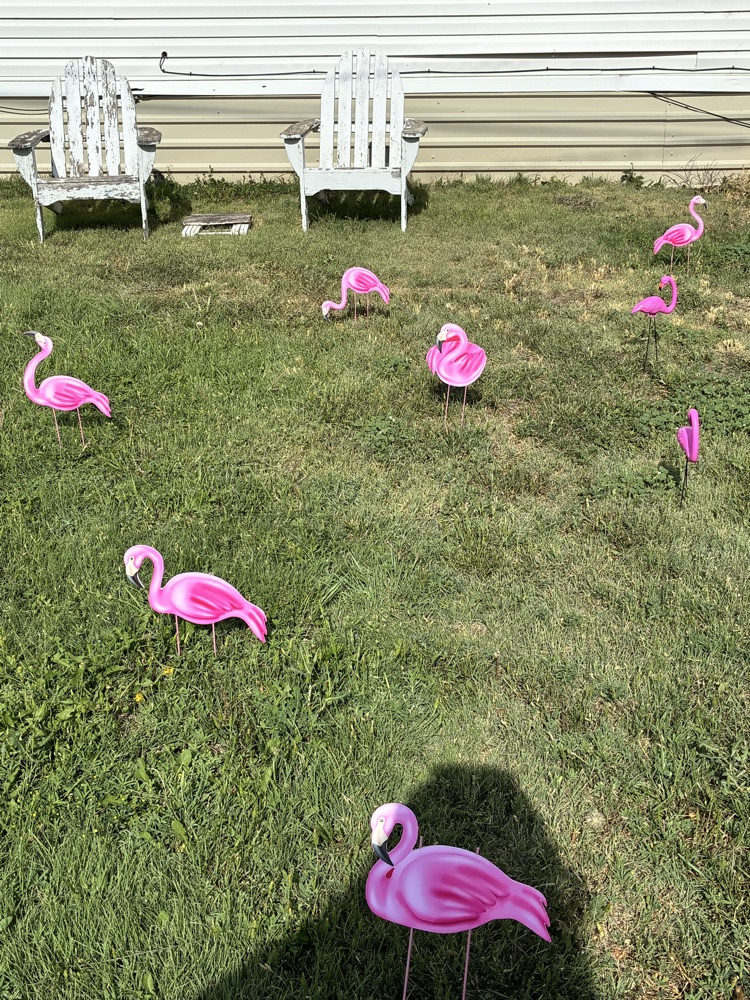 flamingo
