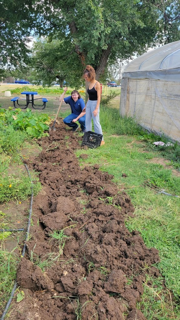 Potato Harvest