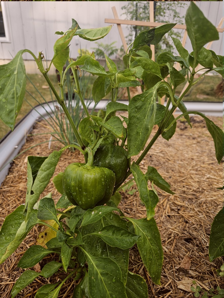 Pepper Plant
