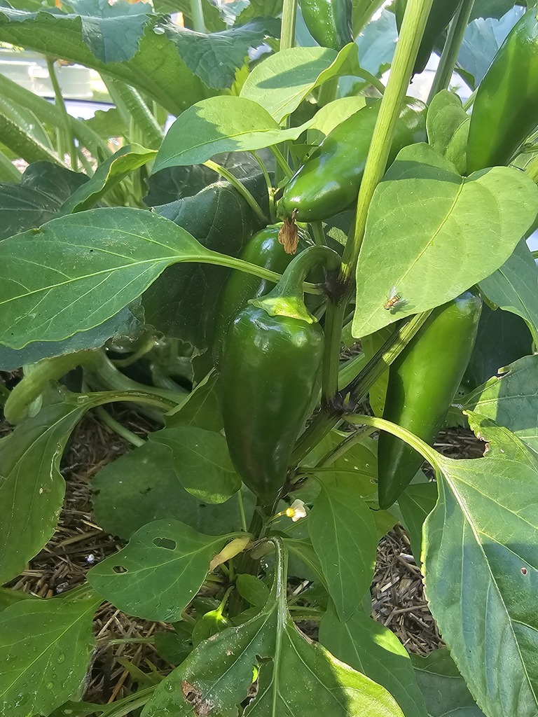 Pepper Plant