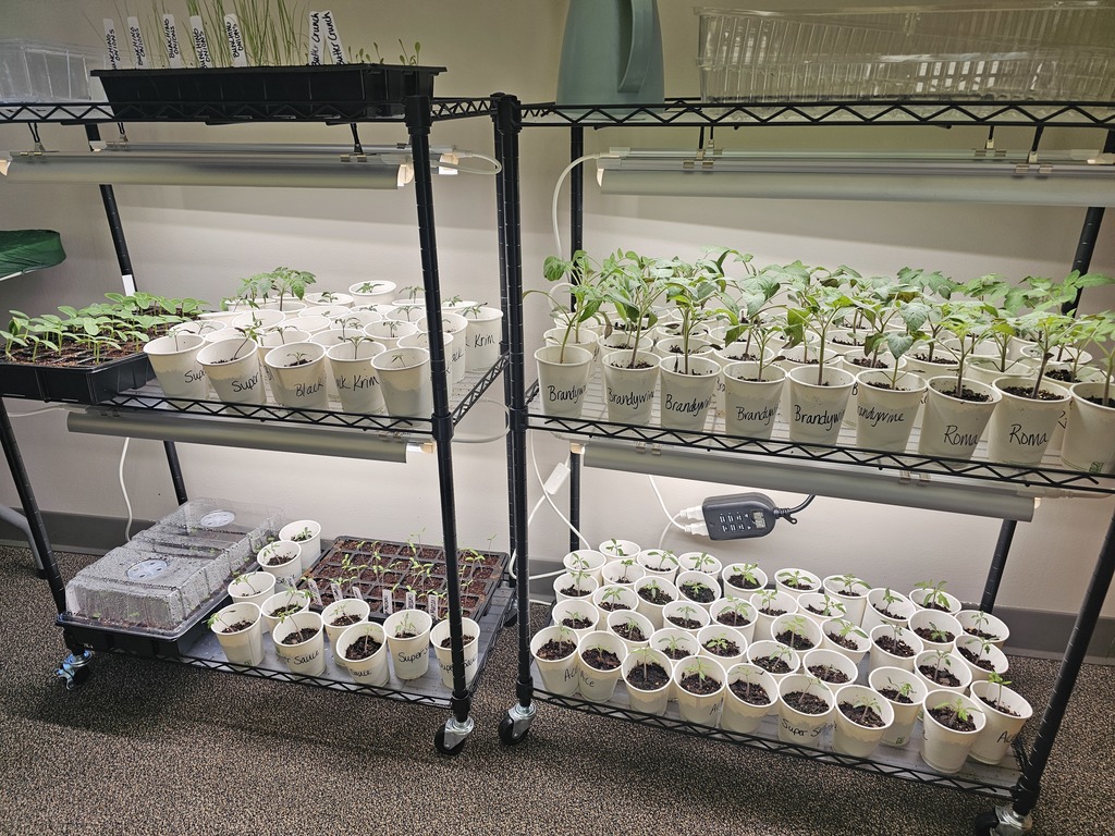 Plants under grow lights