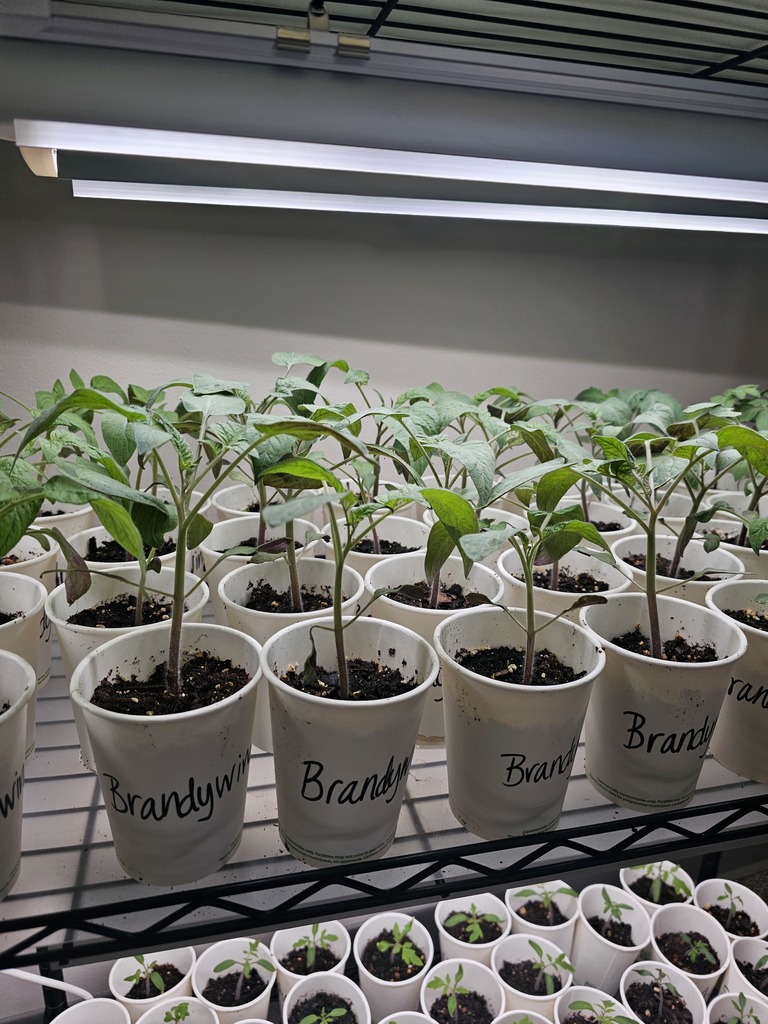 Tomato Plants