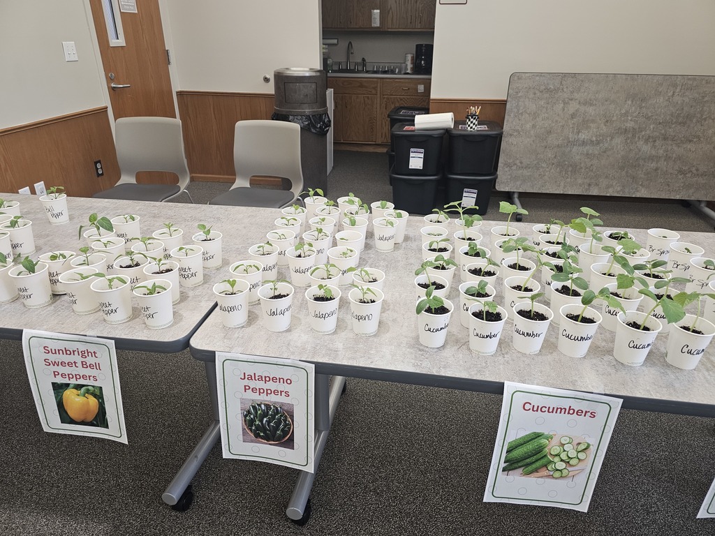 Pepper and Cucumber Plants