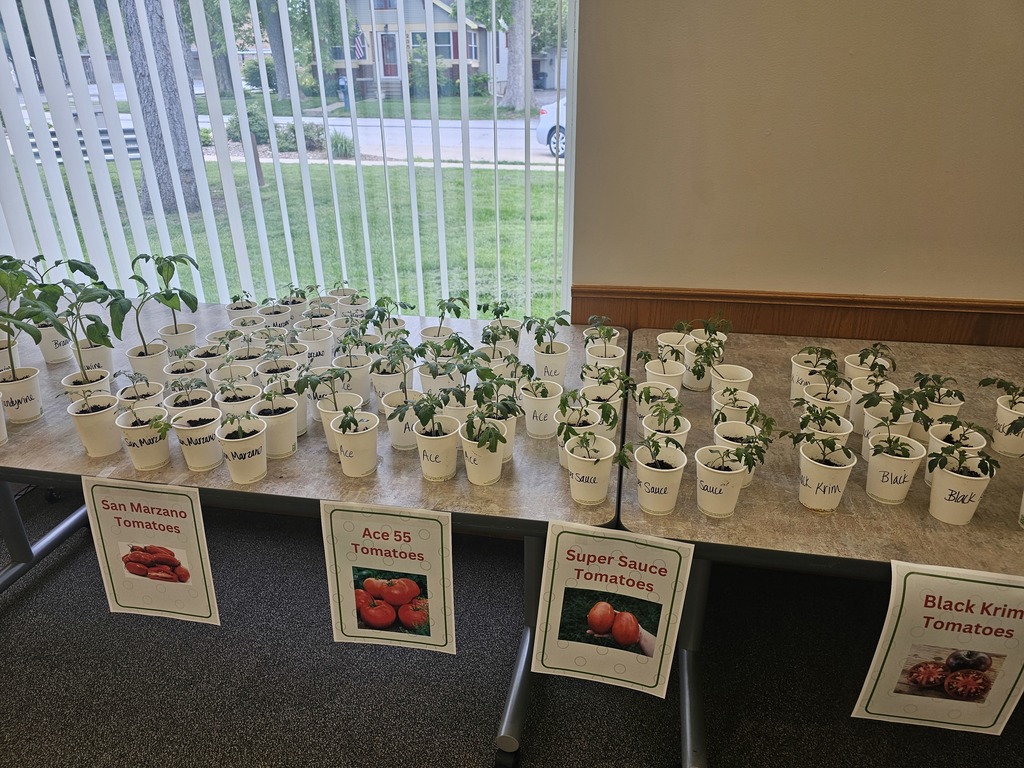 Tomato Plants