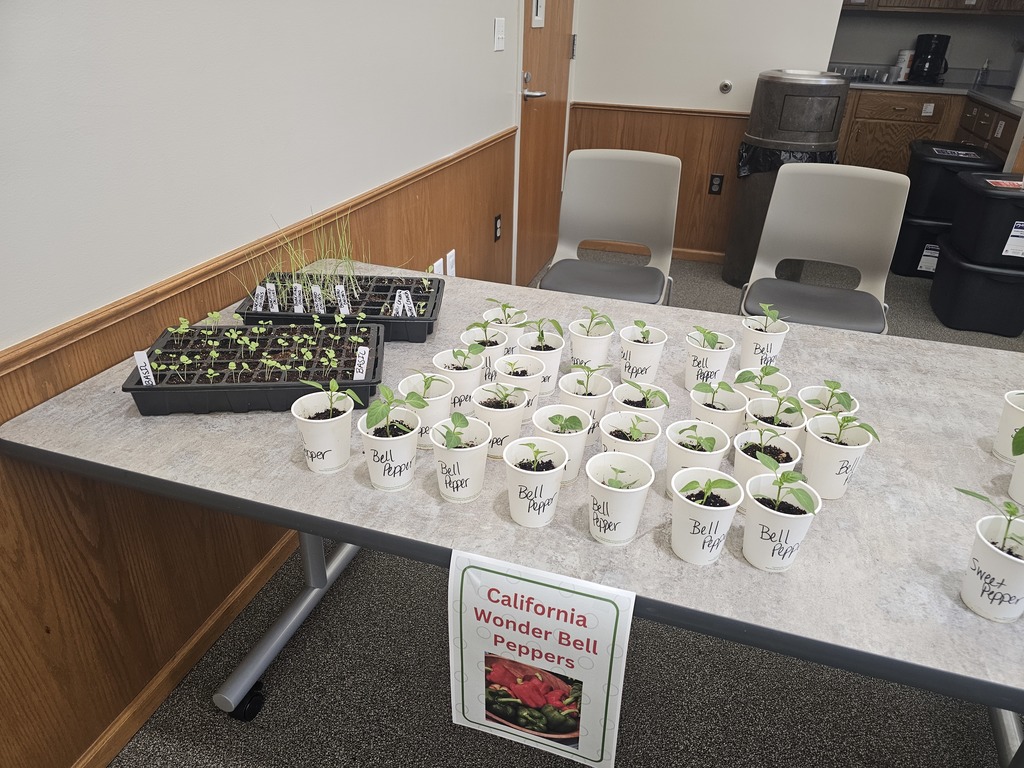 Pepper Plants