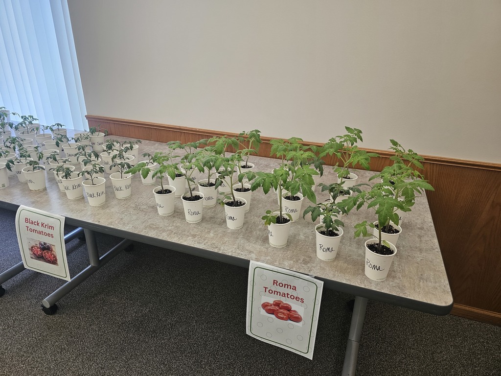 Tomato Plants