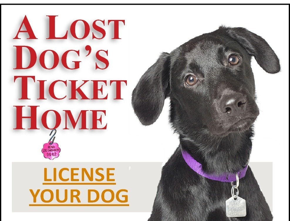 Dog License