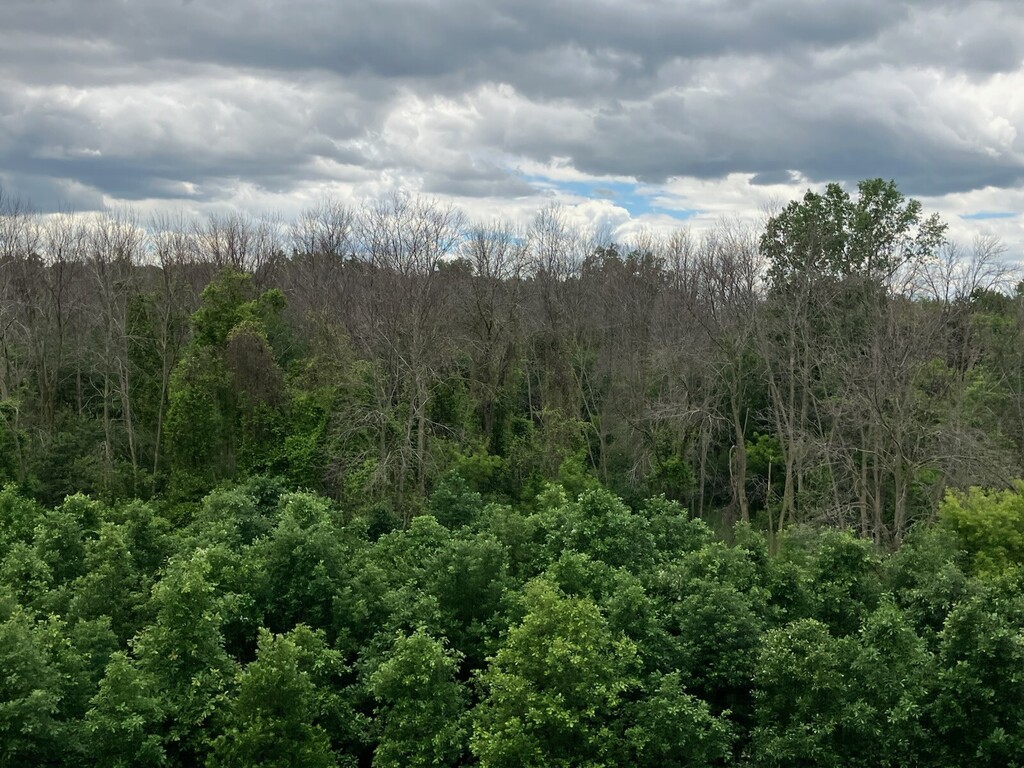 Plum Creek Tree Removal Project