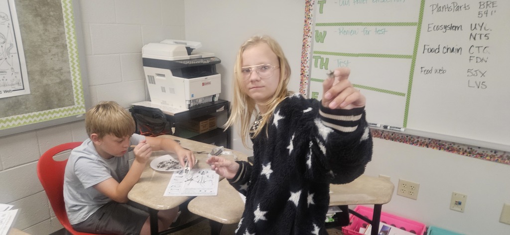 Owl Pellet Dissection Lab