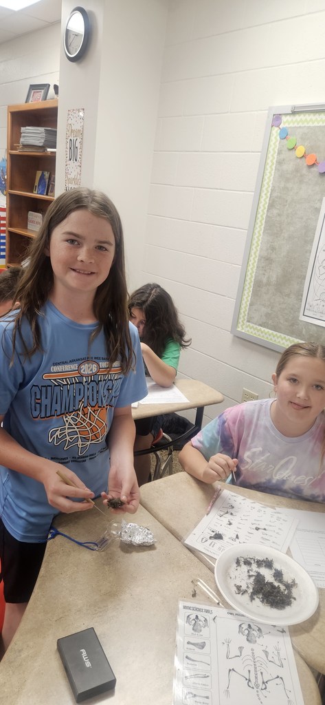 Owl Pellet Dissection Lab
