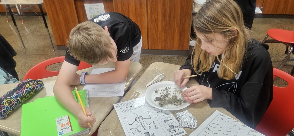 Owl Pellet Dissection Lab