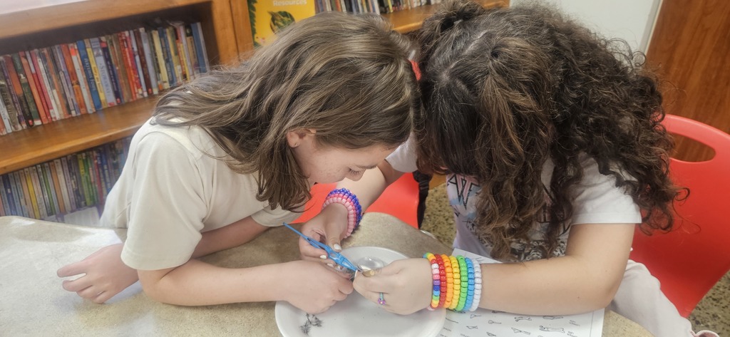Owl Pellet Dissection Lab