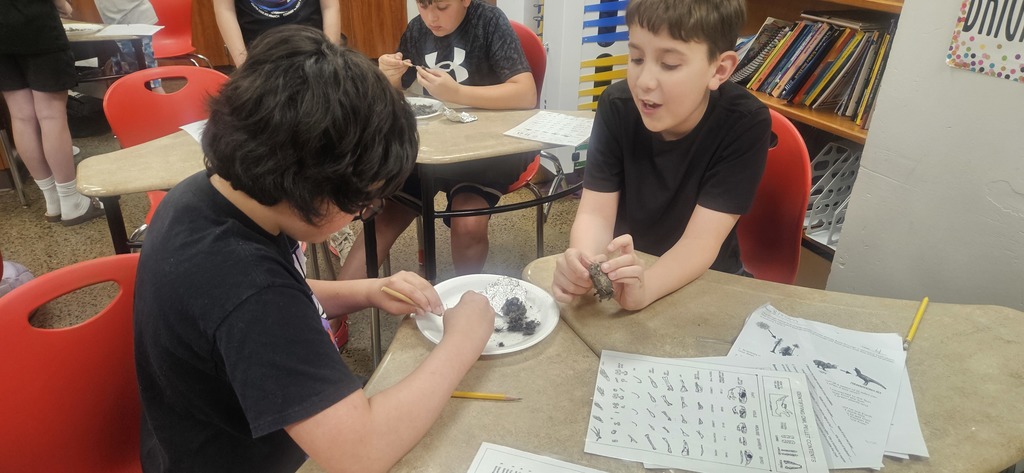 Owl Pellet Dissection Lab