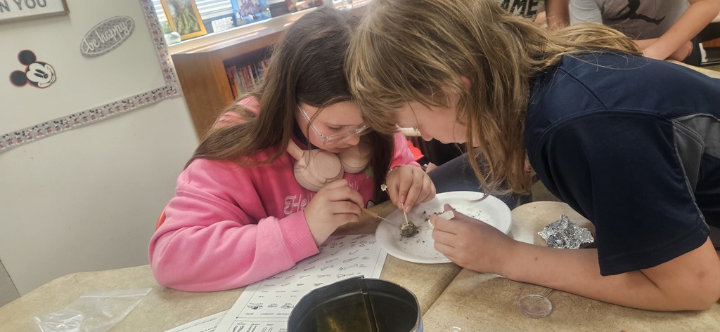 Owl Pellet Dissection Lab