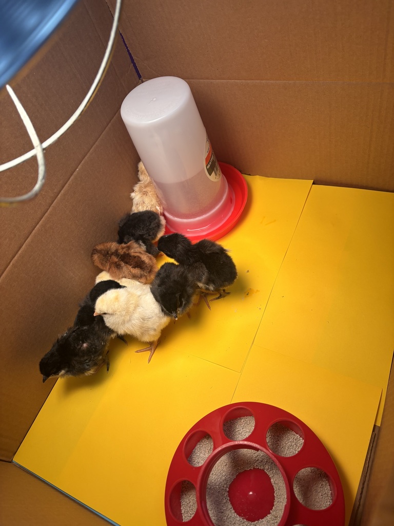 Baby Chicks in 2nd Grade