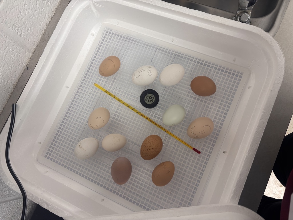 Baby Chick eggs in 2nd grade