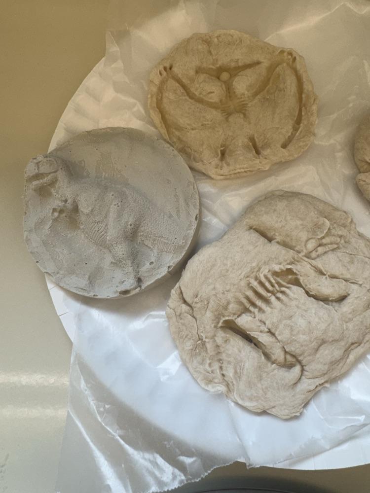 fossils