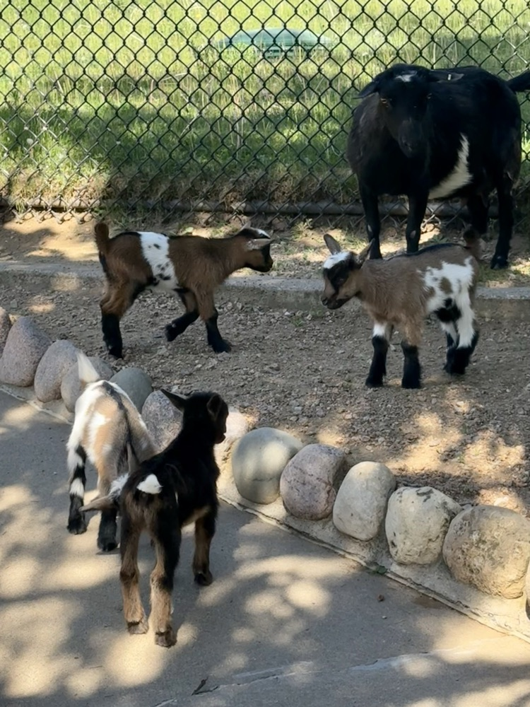 baby goats