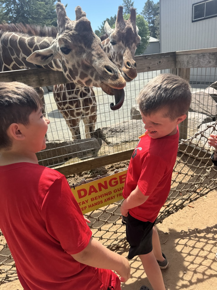 giraffe feeding