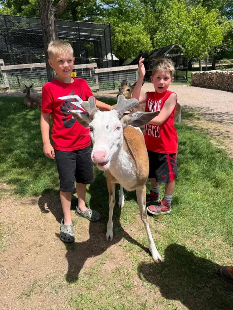 deer
