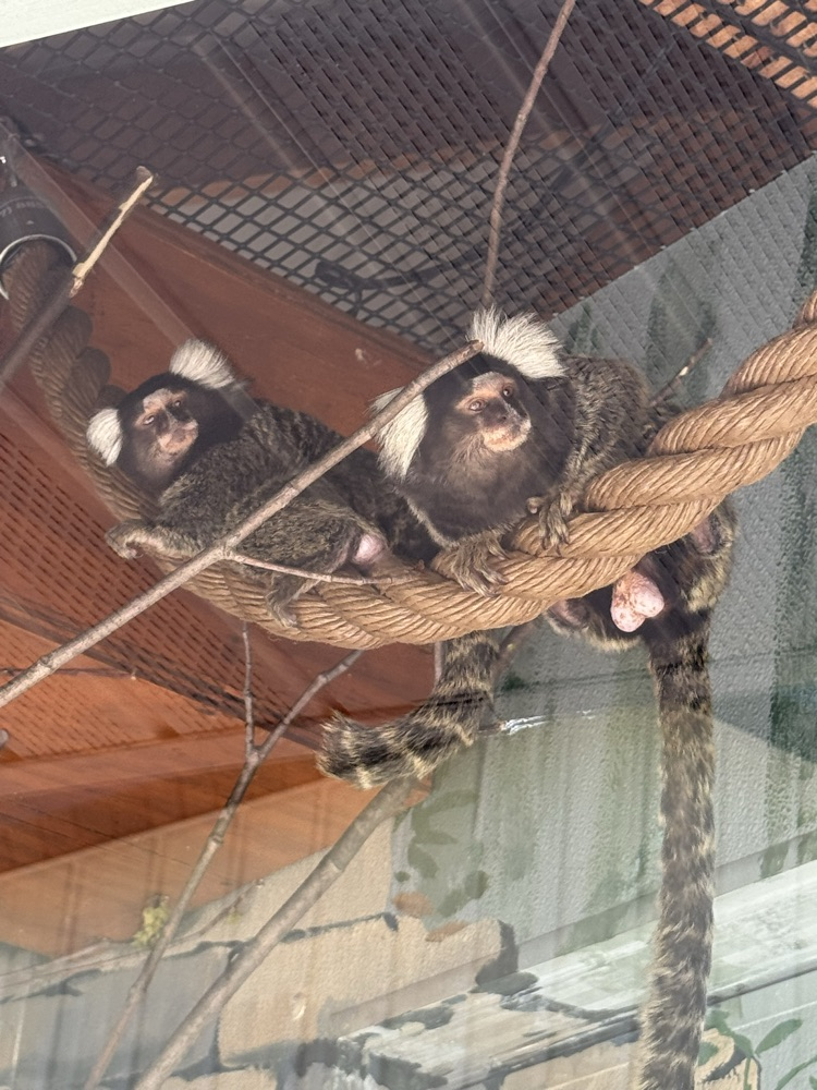 monkeys