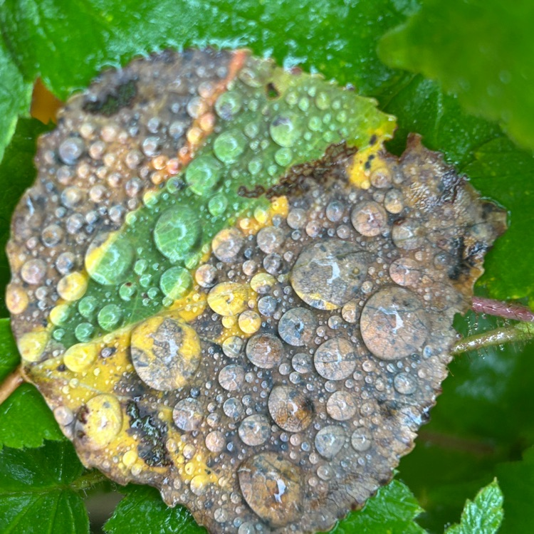 leaf