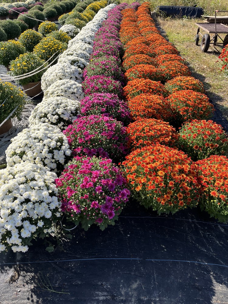 Graphic of rows of mums in different colors, white, pink, and orange