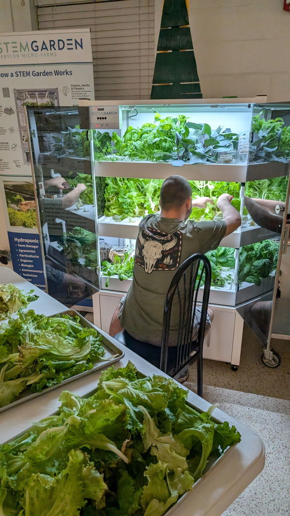 Harvested greens from the hydroponic garden