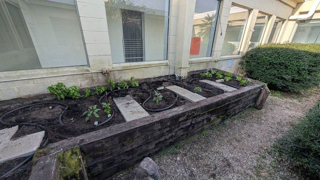 Culinary students planted lettuce and herbs in the atrium today. They have decided rename the atrium The Hideaway Garden. The produce that was planted today started as seeds in the classroom's hydroponic garden. Students will be doing more planting in the upcoming weeks. We look forward to future harvests.